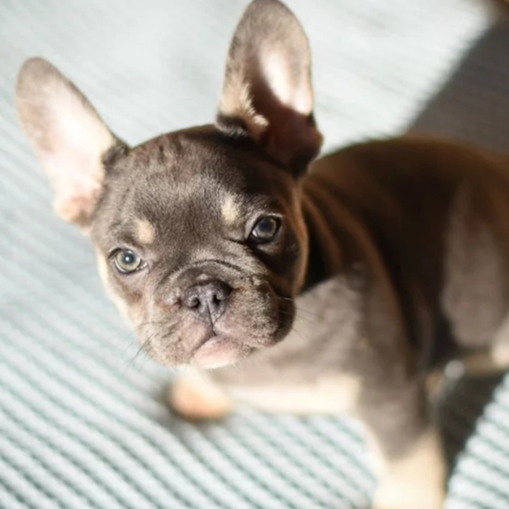 Meet your Posher, Yavanna